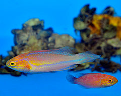 Cirrhilabrus isosceles (pair)