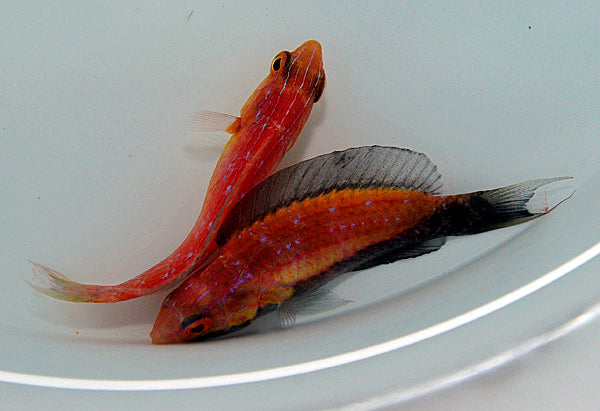 Cirrhilabrus lunatus (pair)