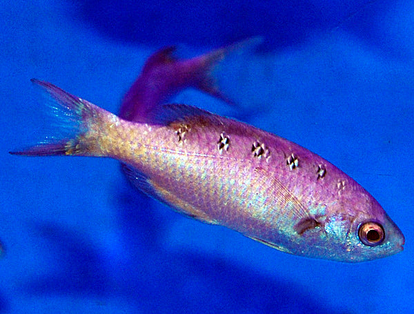 Clepticus parrae