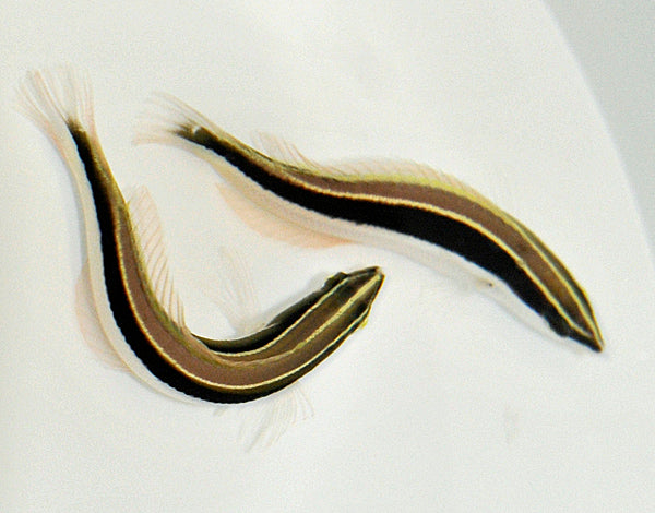 Coris pictoides