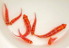 Cirrhilabrus roseafascia (female)