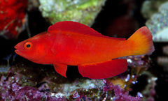 Cirrhilabrus shutmani (male)