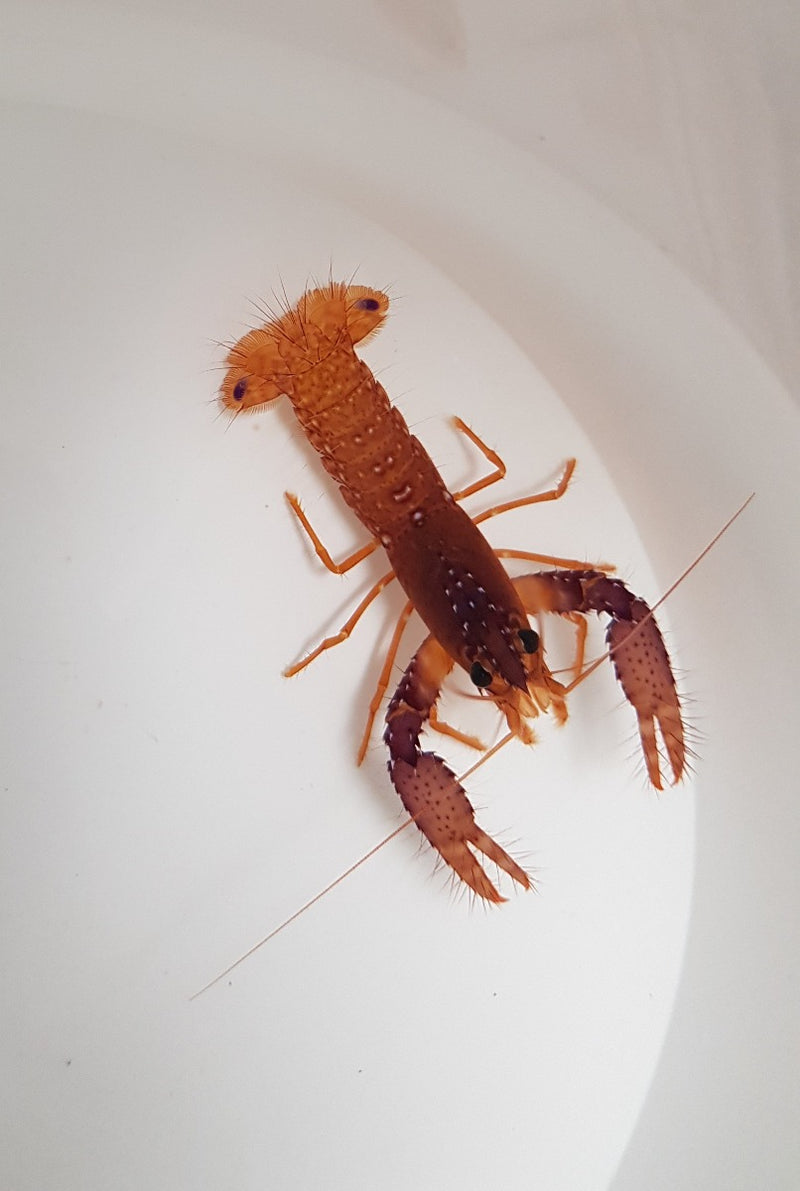 Enoplometopus daumi