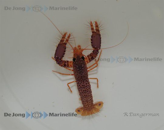Enoplometopus debelius