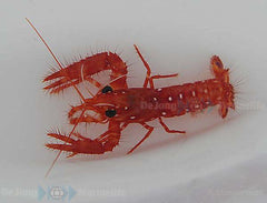 Enoplometopus occidentalis