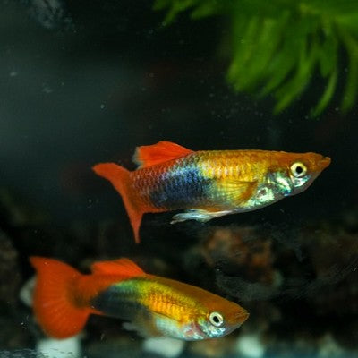 Poecilia ret.   Golden red tuxedo gup