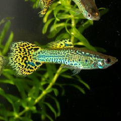Poecilia ret.   Guppy green cobra 3,5 cm