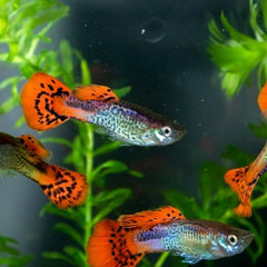 Poecilia ret. Guppy red cobra 3,5 cm