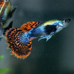 Dumbo Ear Red Dragon Guppy