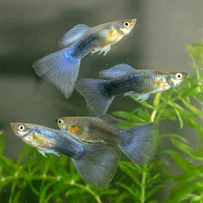 Guppy turquoise bluetail male 3,5 cm.