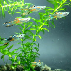 Poecilia ret.   Guppy endler mix