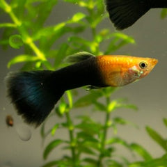 Guppy blush black golden male 3,5 cm.