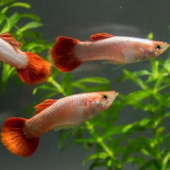 Poecilia ret. Guppy red blood