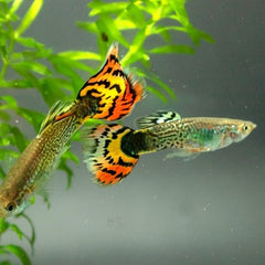 Guppy variegated cobra male 3,5 cm.