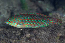 Halichoeres argus