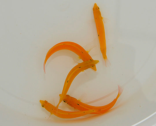 Halichoeres chrysus