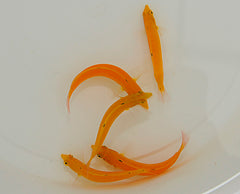 Halichoeres chrysus