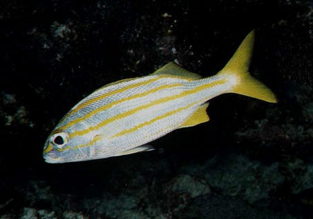 Haemulon chrysargyreum