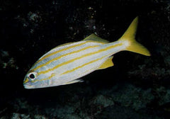 Haemulon chrysargyreum