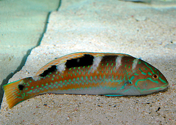 Halichoeres radiatus
