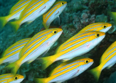 Lutjanus bengalensis