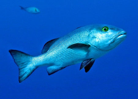 Lutjanus bohar