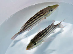 Lutjanus decussatus