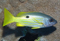 Lutjanus ehrenbergii