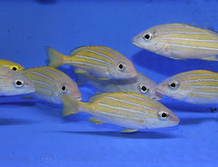 Lutjanus kasmira