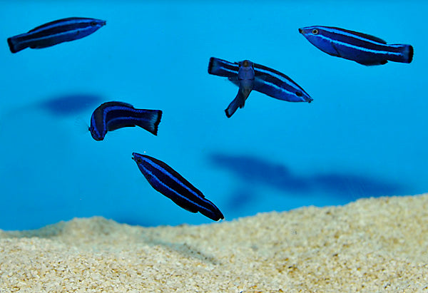 Larabicus quadrilineatus