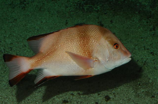 Lutjanus sebae