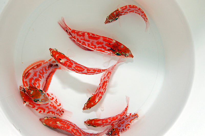 Macropharyngodon choati