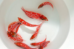 Macropharyngodon choati
