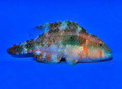 Oxycheilinus bimaculatus