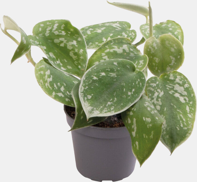 PT-PHILODENDRON SCANDENS PICTUS