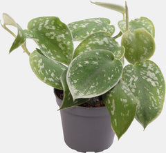 PT-PHILODENDRON SCANDENS PICTUS