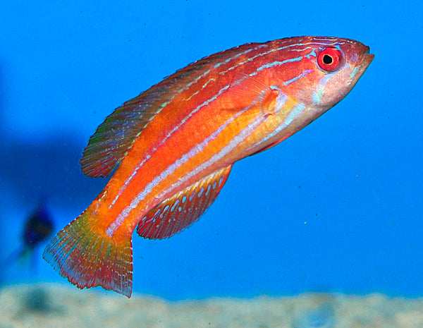 Paracheilinus attenuatus (female)
