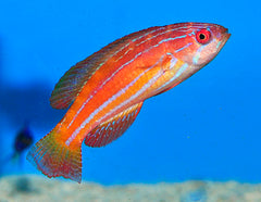 Paracheilinus attenuatus (female)