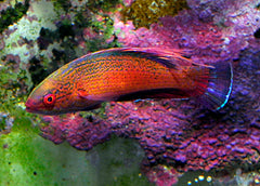 Paracheilinus lineopunctatus