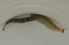 Pseudojuloides splendens (male)