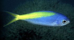 Paracaesio xanthura