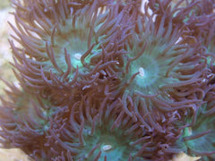 Duncanopsammia axifuga (1 polyp)