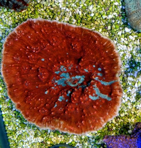 Oxypora spp. (Ultra)