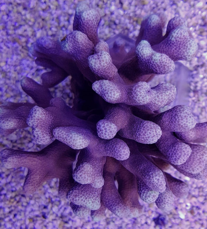 Porites cumulatus