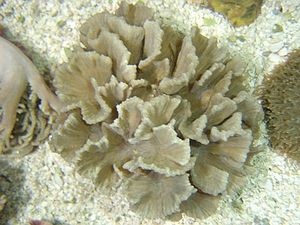 Pectinia spp.