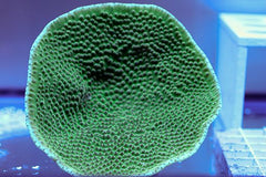 Turbinaria mesenterina