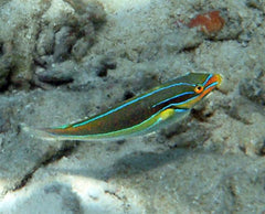 Stethojulis albovittata (male)