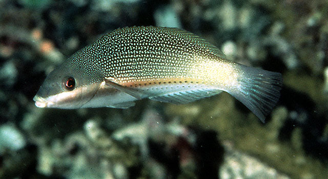 Stethojulis trilineata (female)