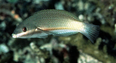 Stethojulis trilineata (female)