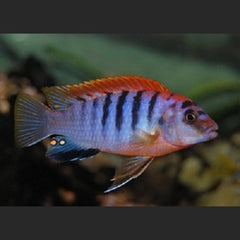 Labidochromis hongi  'red top' 6-8 cm